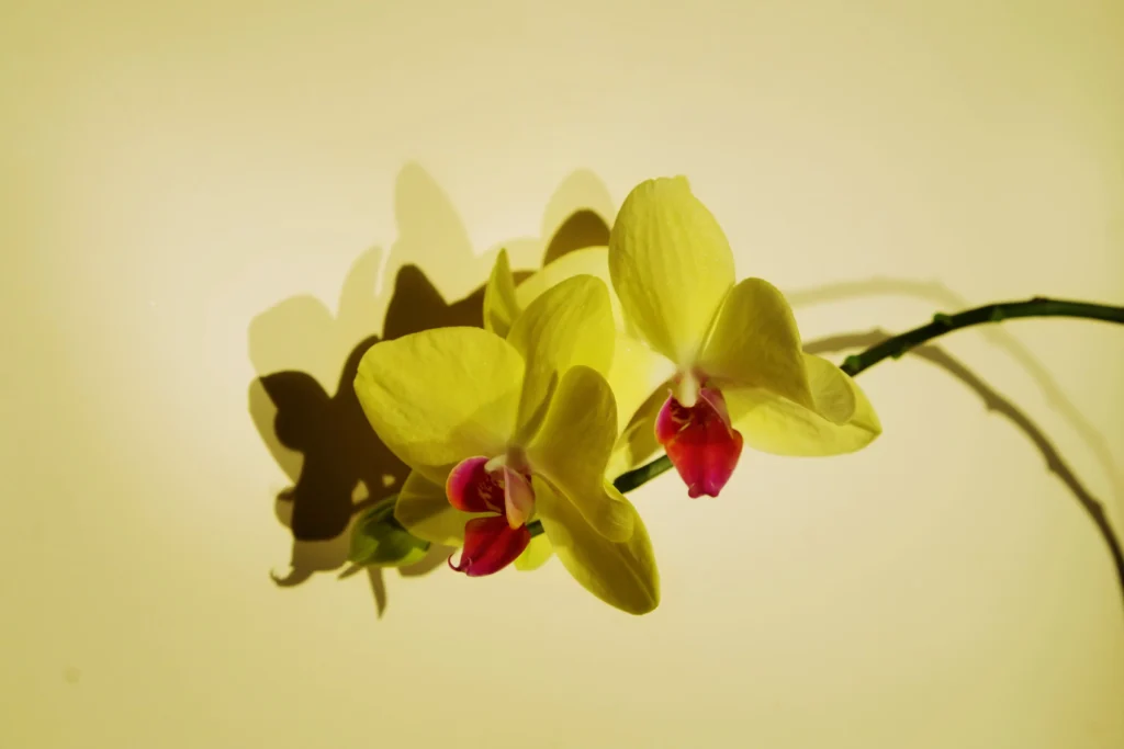 Yellow Orchid