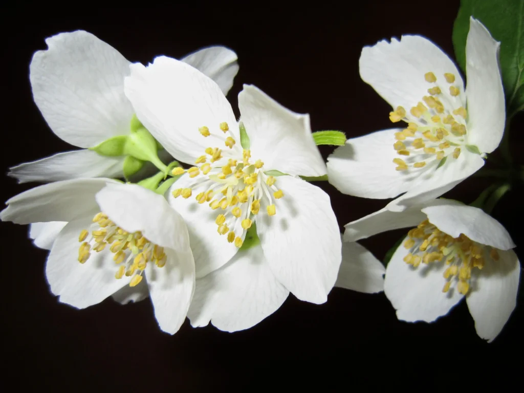 White Jasmine