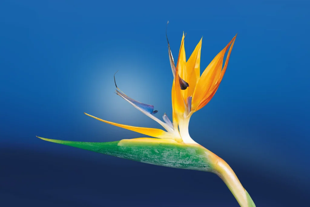  Yellow Bird of Paradise