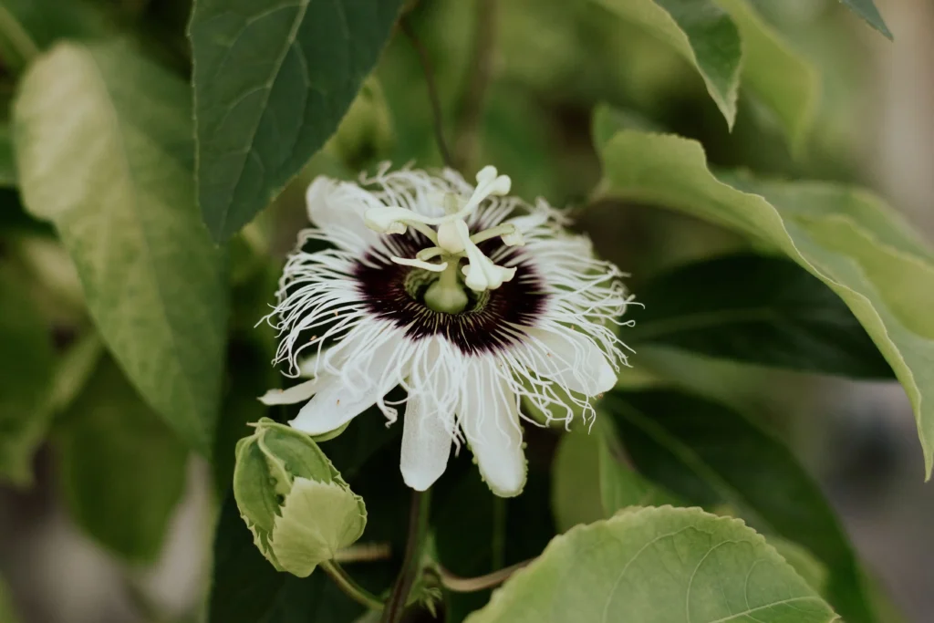 White Passion Flower