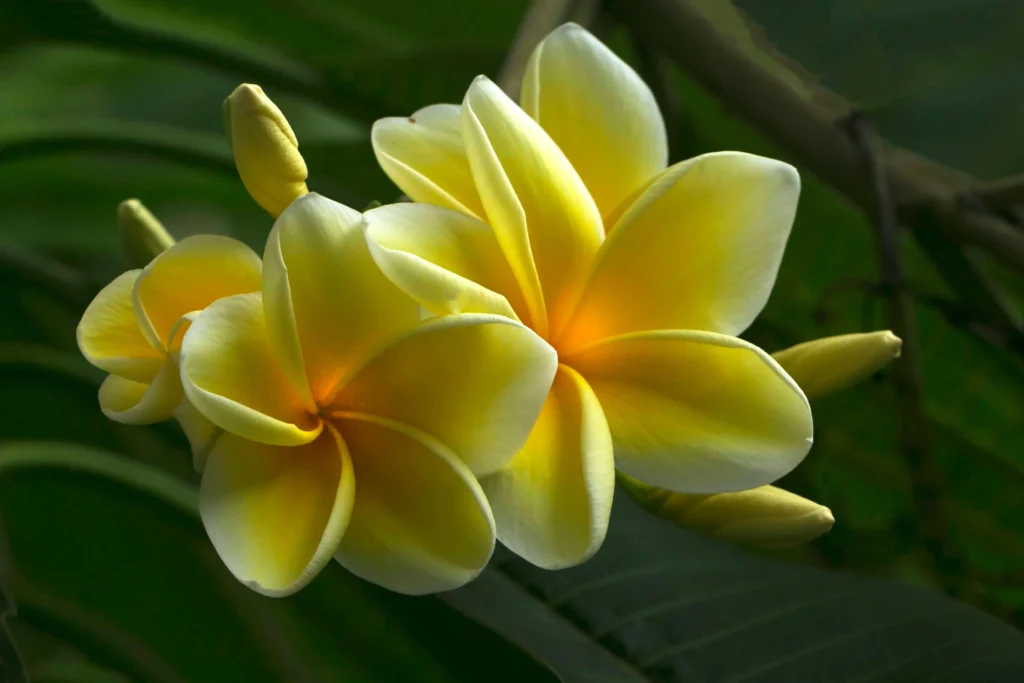Yellow Plumeria