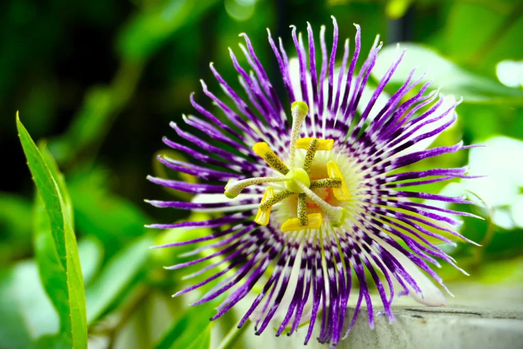 Yellow Passion Flower