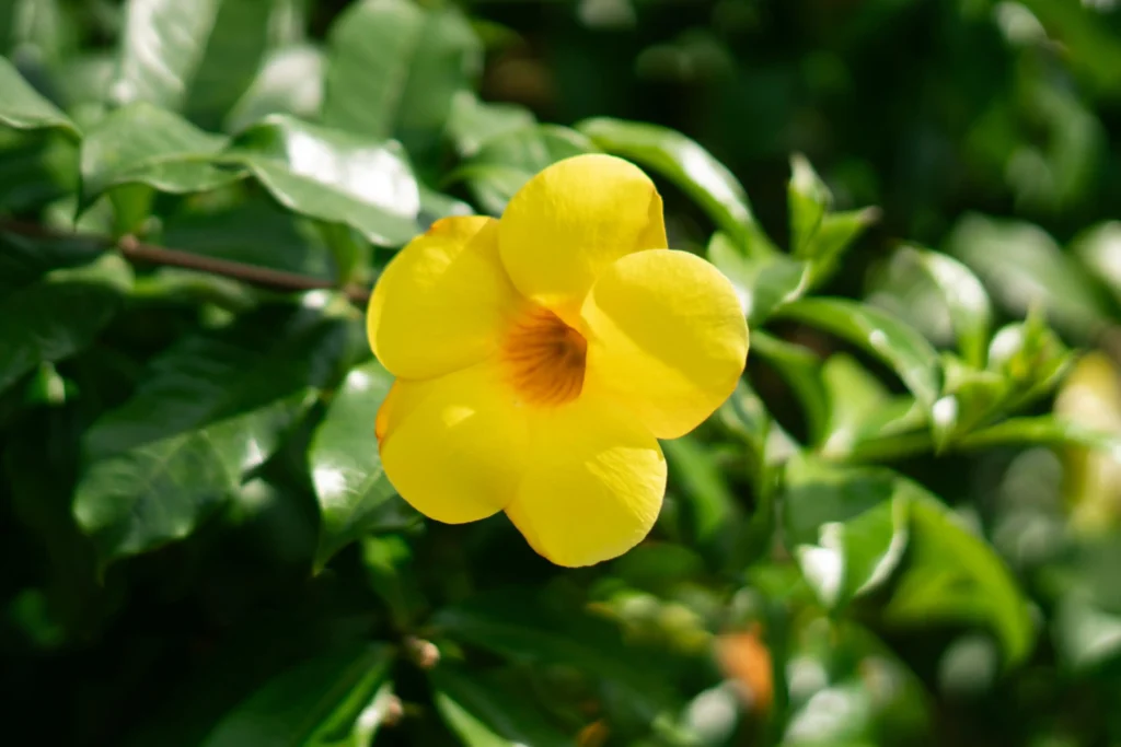 Allamanda
