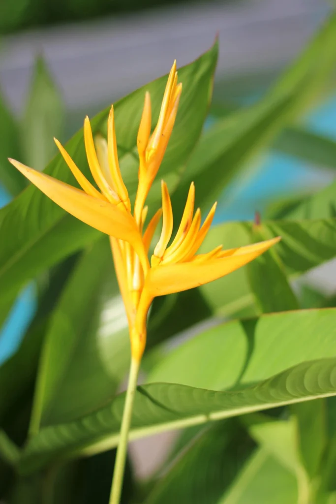 Yellow Heliconia