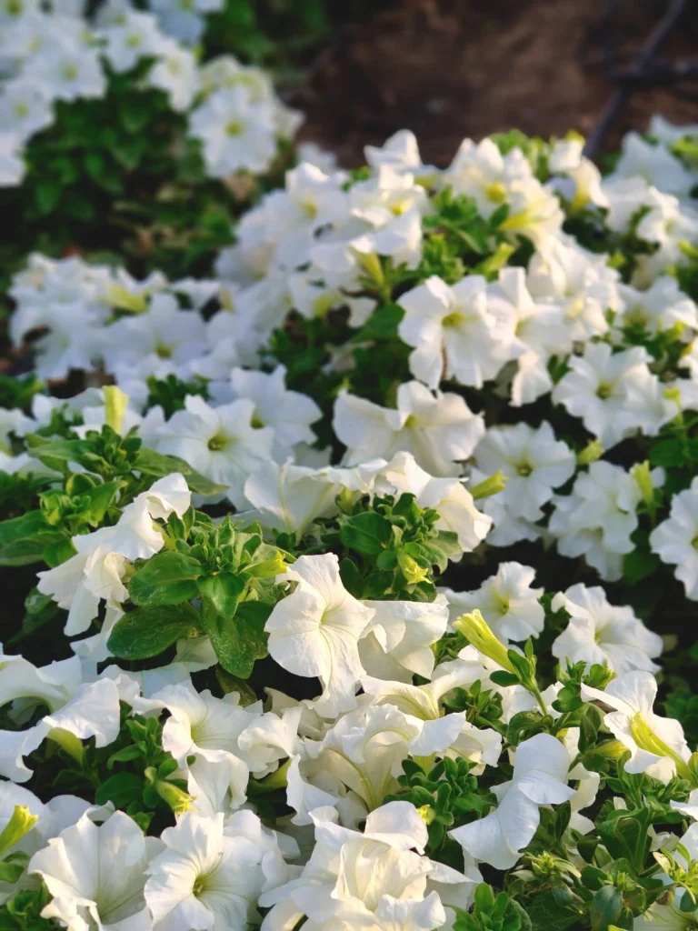 White Petunia