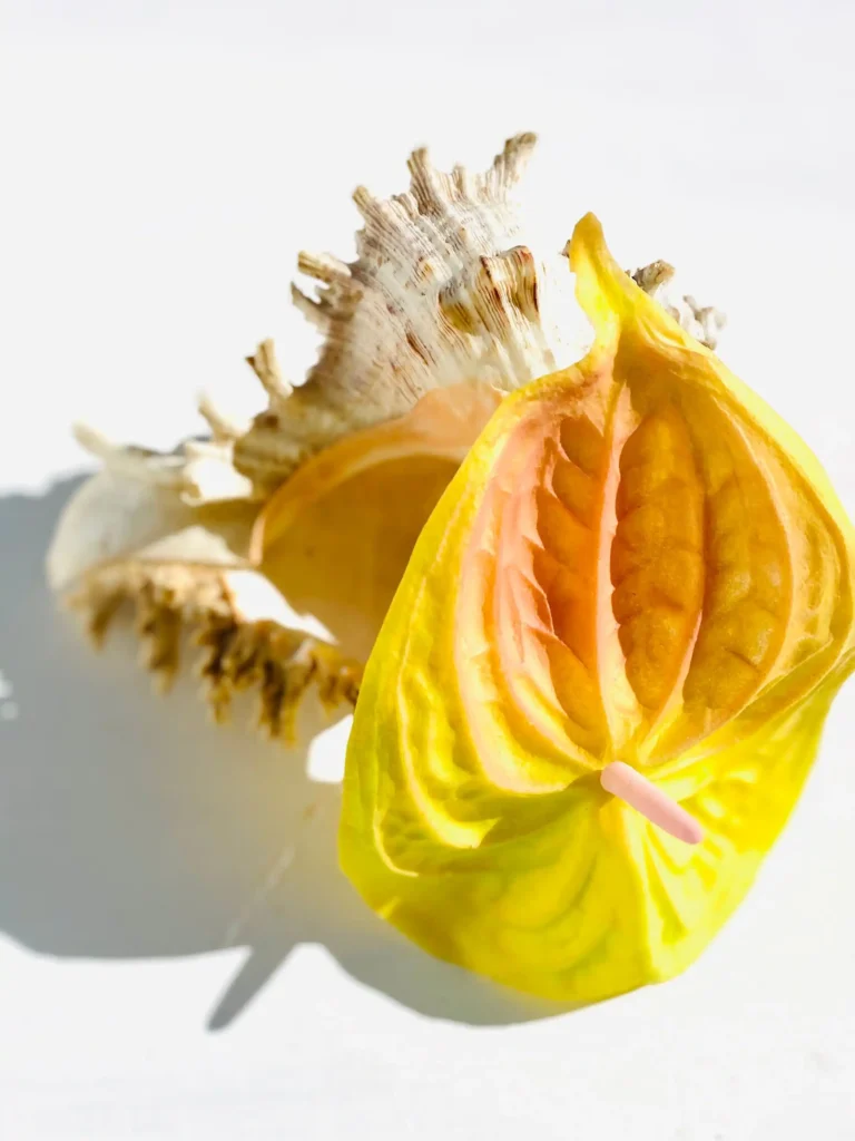 Yellow Anthurium