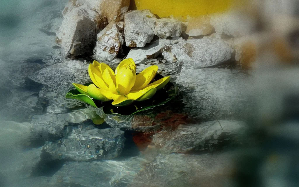  Yellow Lotus
