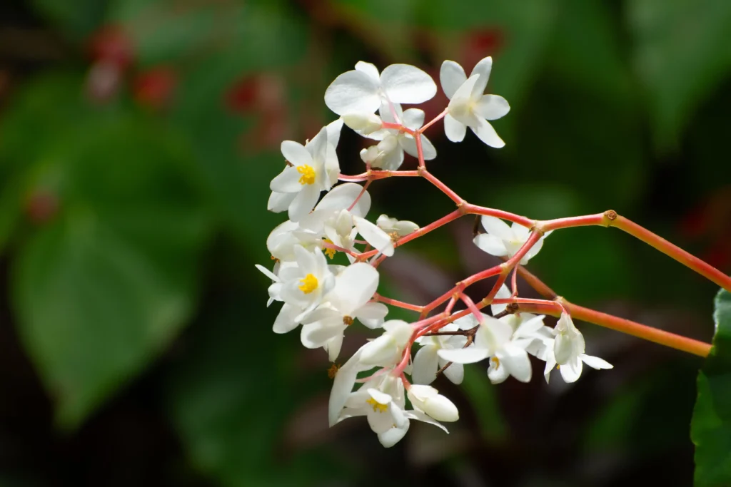 White Begonia