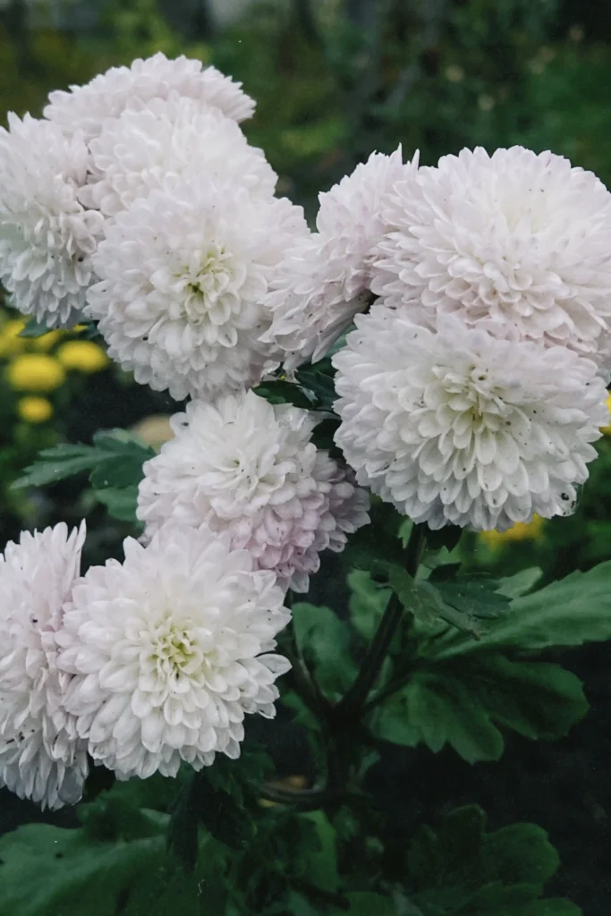 White Chrysanthemum