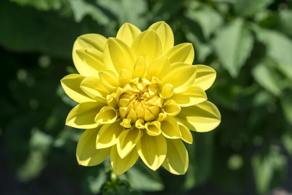 Yellow Dahlia