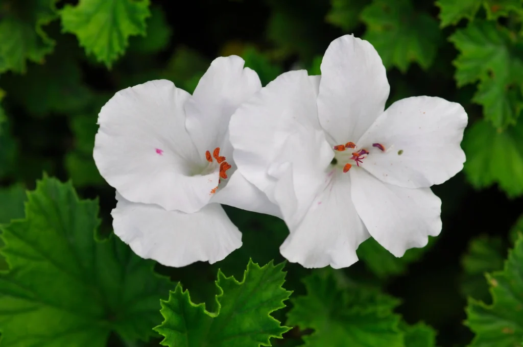 White Geranium