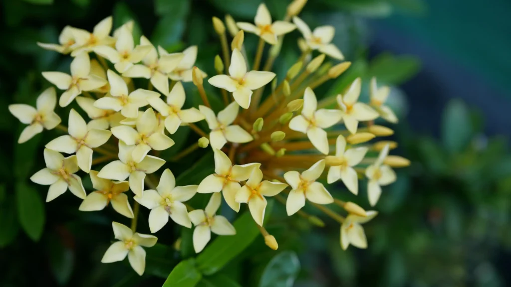 Yellow Ixora