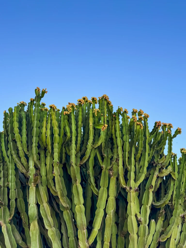Candlestick Plant