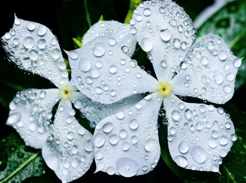 White Vinca