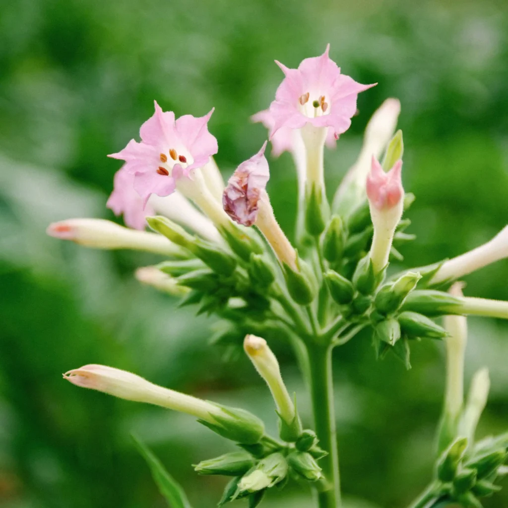 White Nicotiana