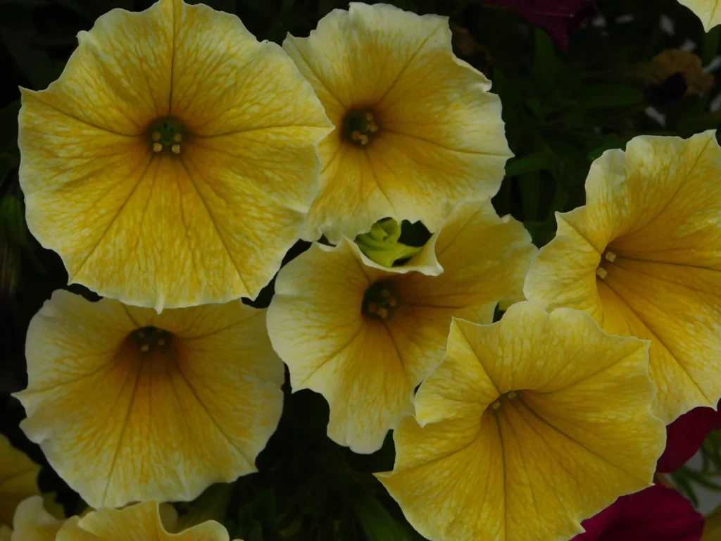 Yellow Petunia