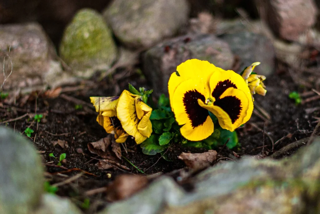Yellow Pansy