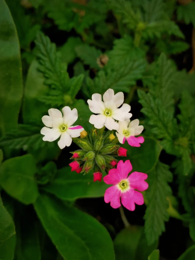 White Verbena
