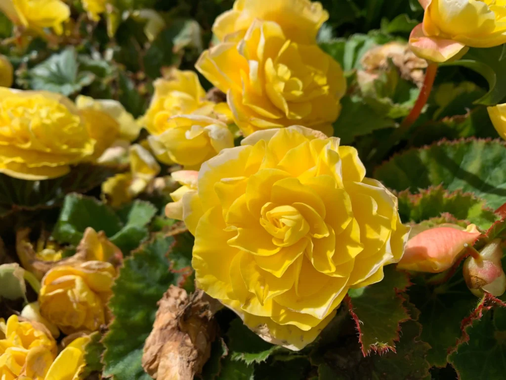 Yellow Wax Begonia