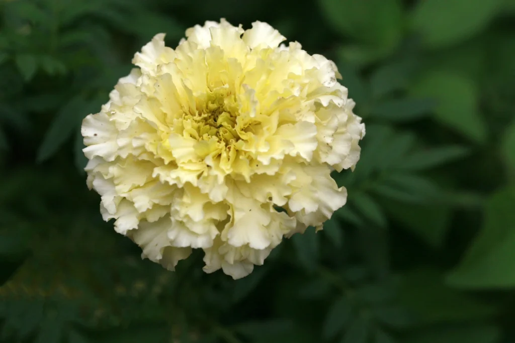White Marigold