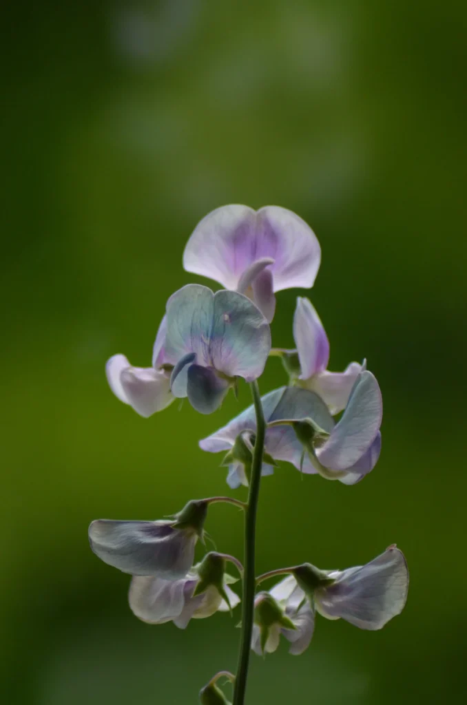 White Sweet Pea
