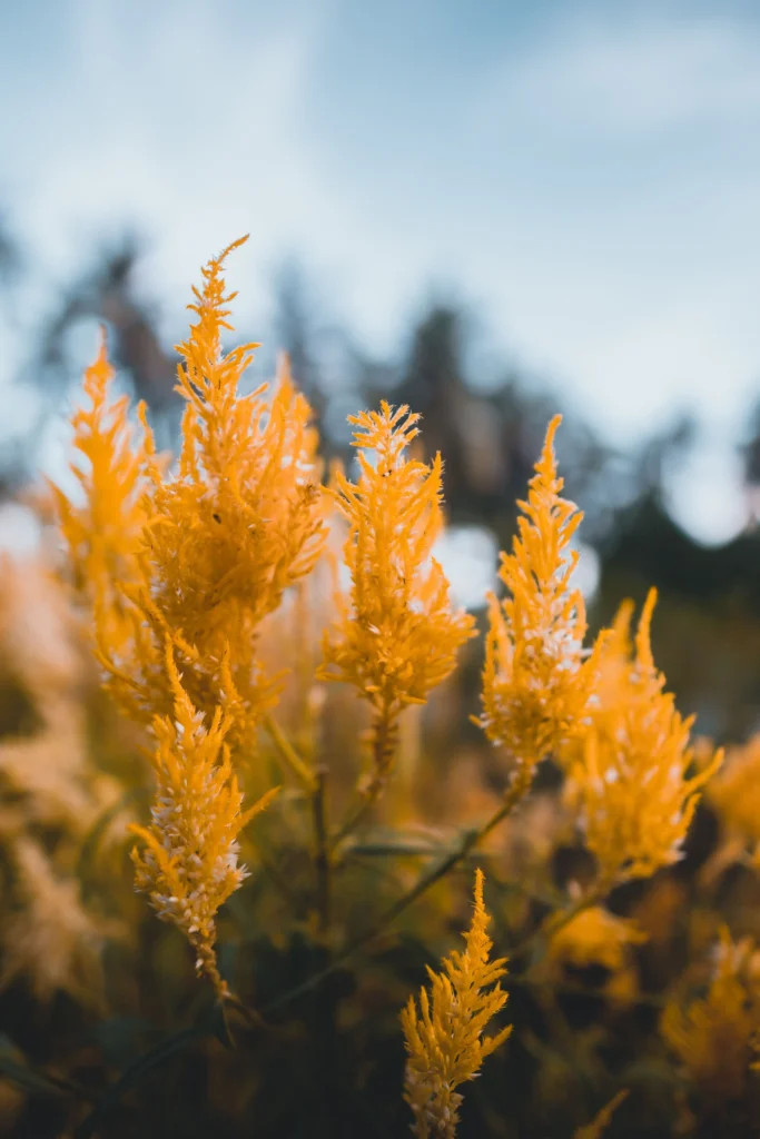 Yellow Celosia