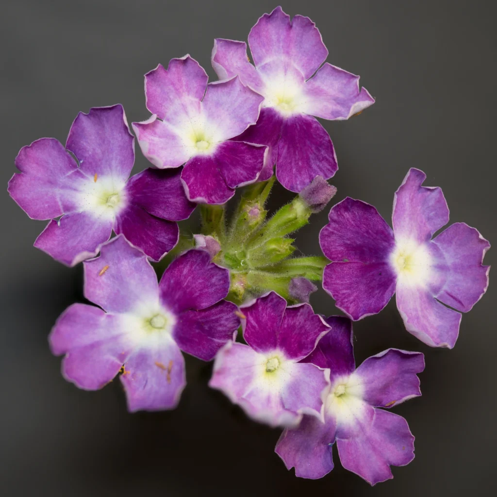 Yellow Verbena