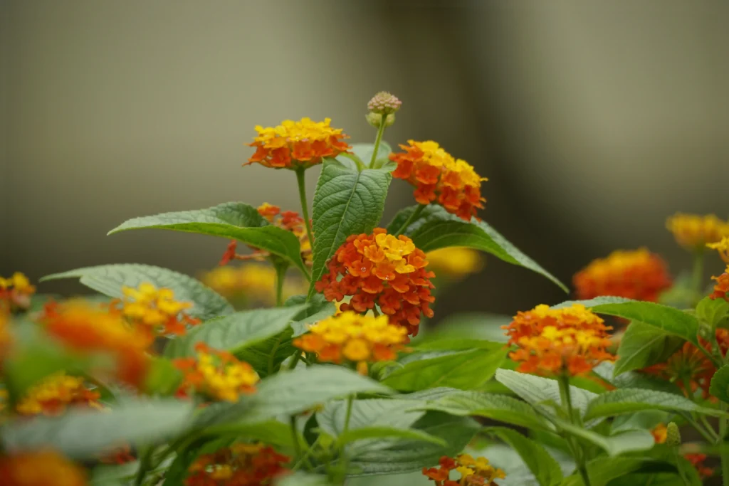 Yellow Lantana