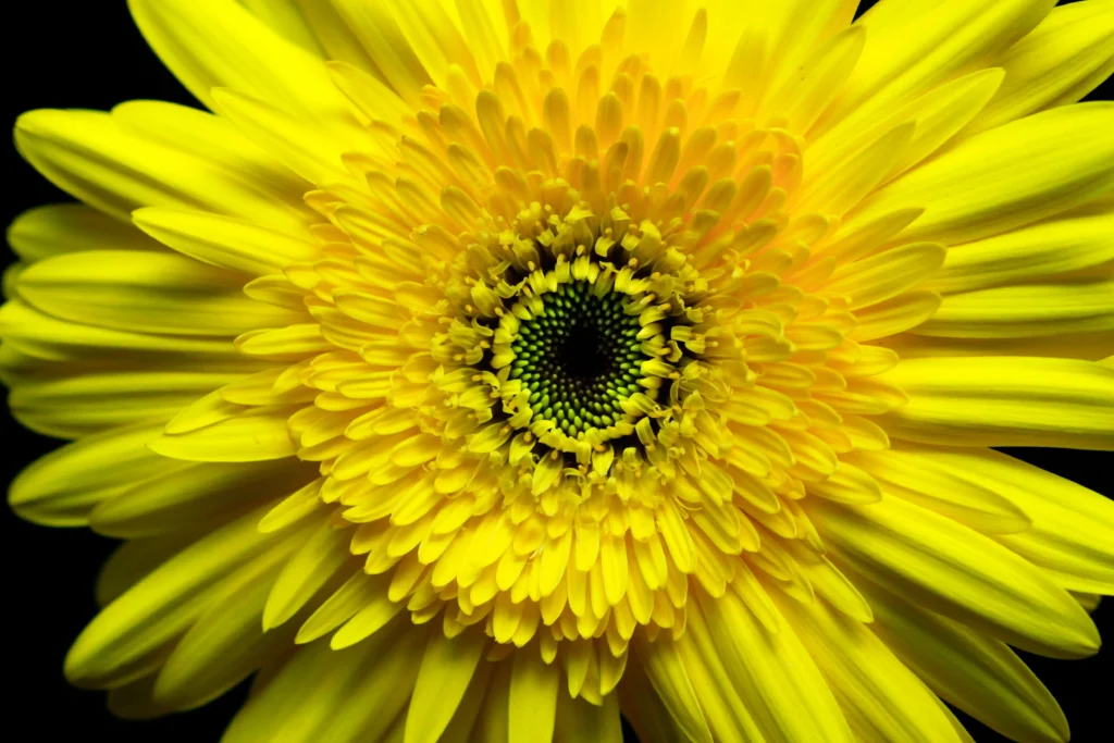 Yellow Gerbera Daisy