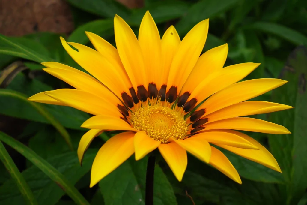 Yellow Gazania