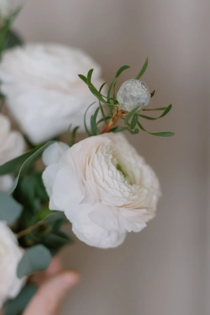 White Ranunculus