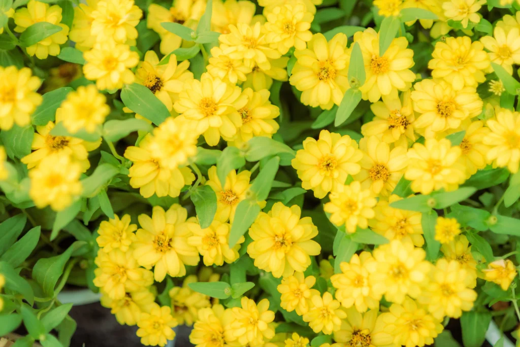 Yellow Zinnia