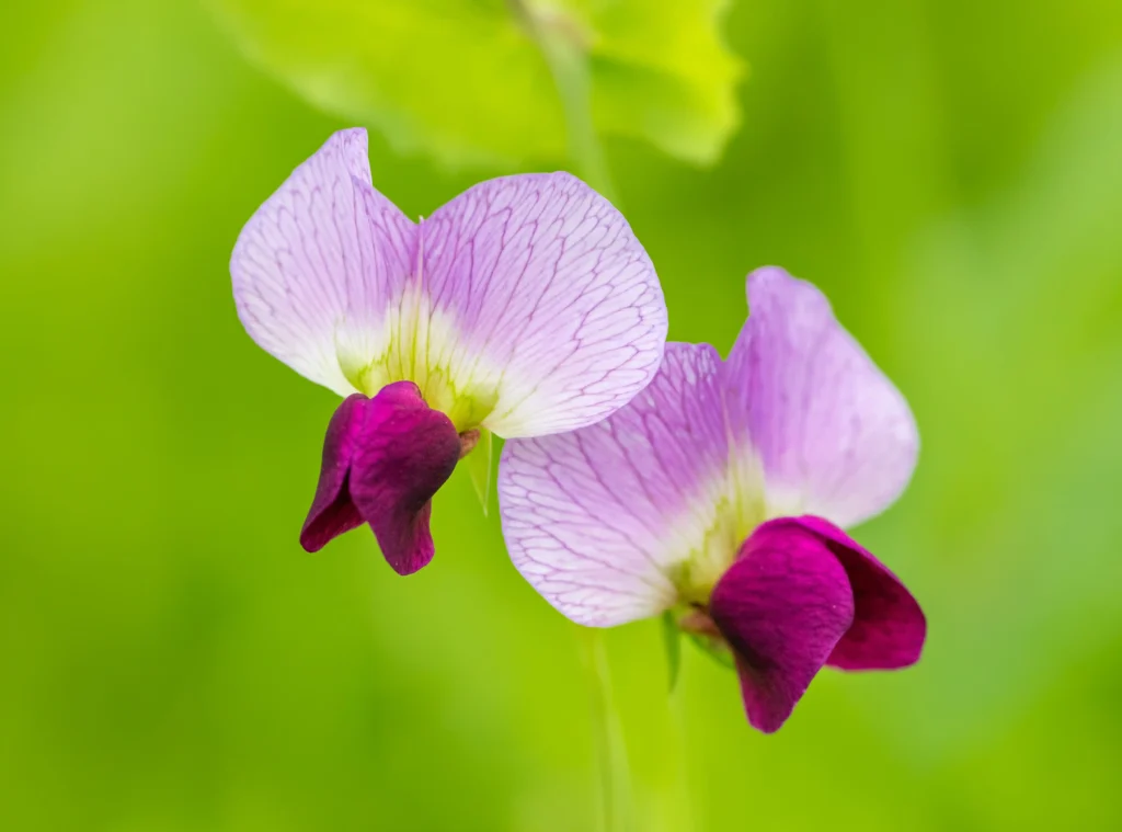 Red Sweet Pea