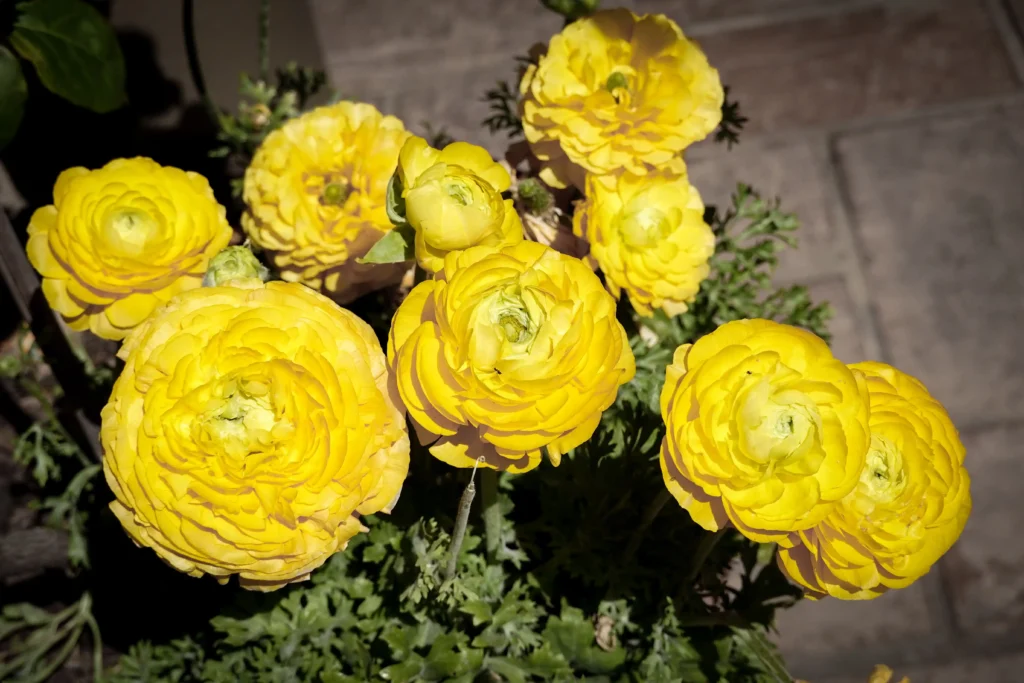 Yellow Ranunculus