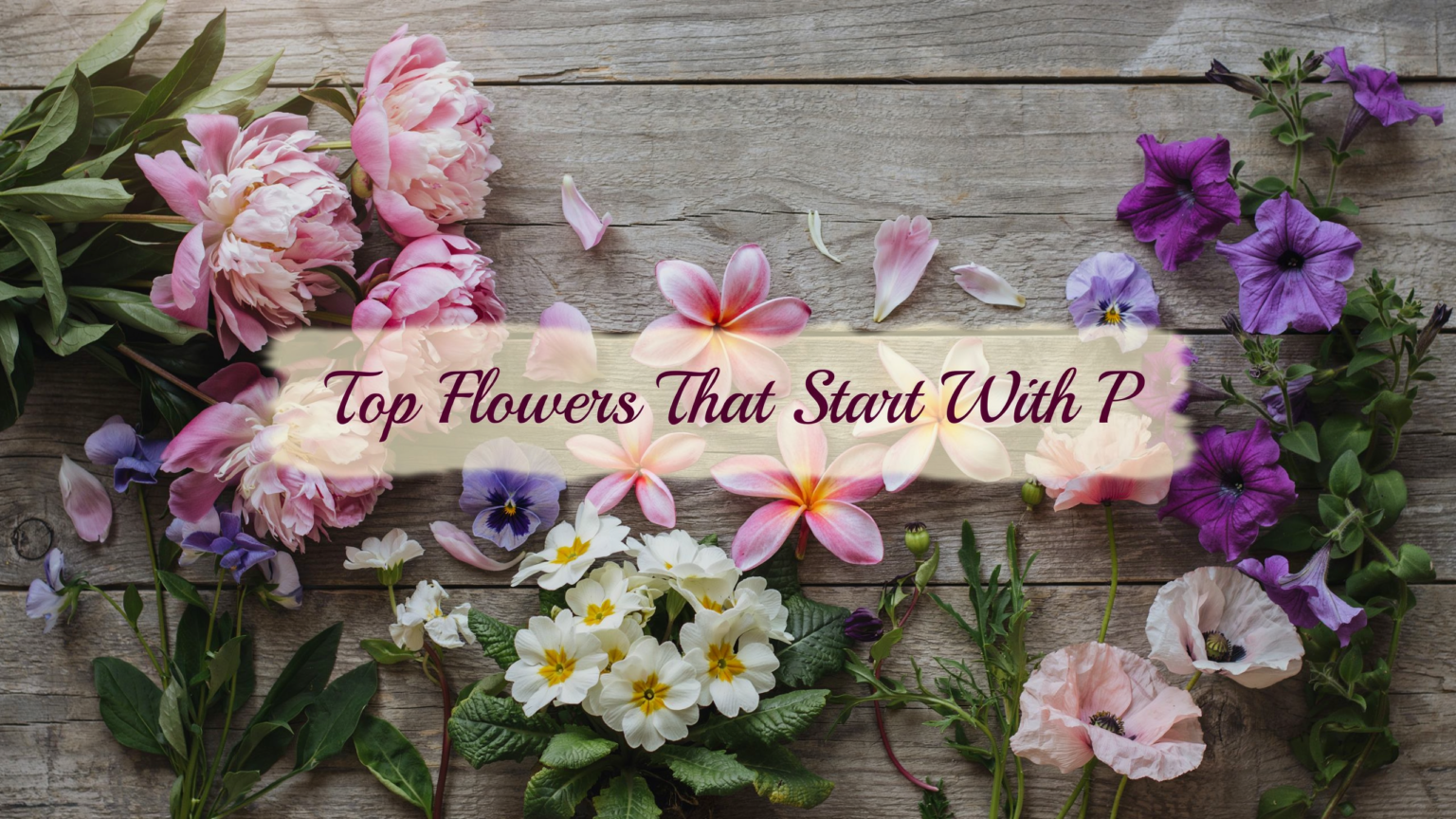 Flowers That Start With P