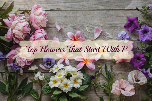 Flowers That Start With P