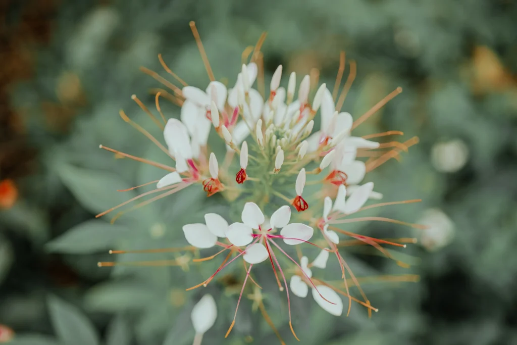 White Cleome