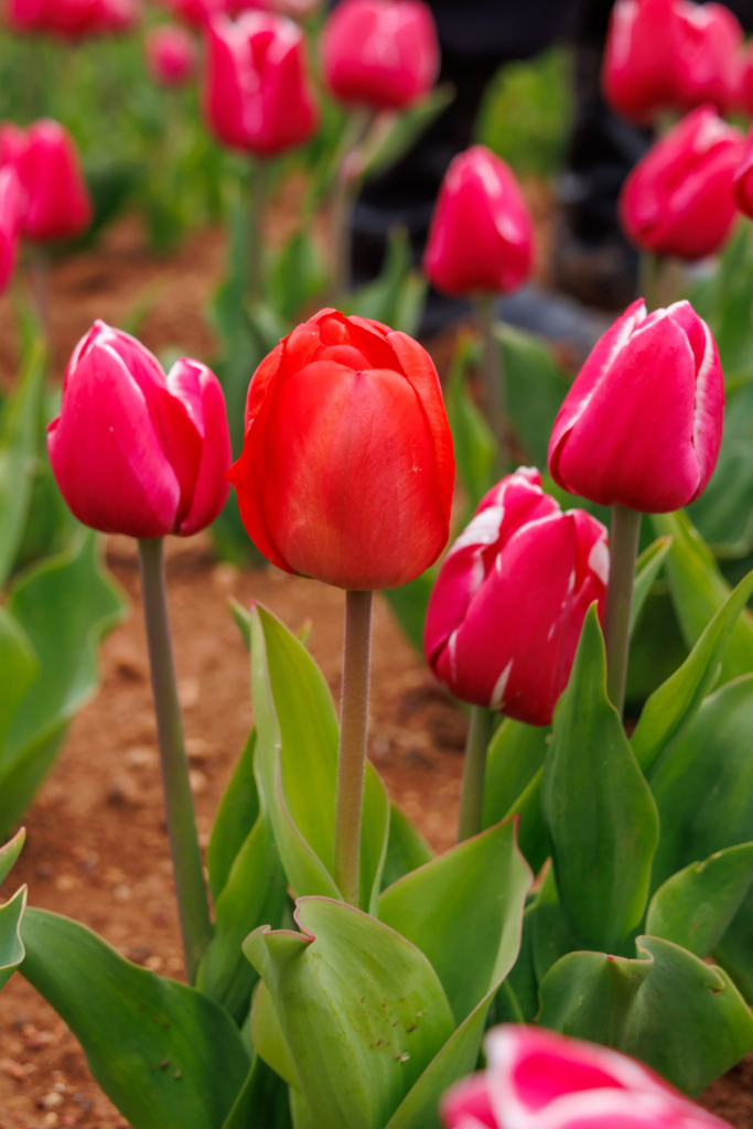 Red Tulip