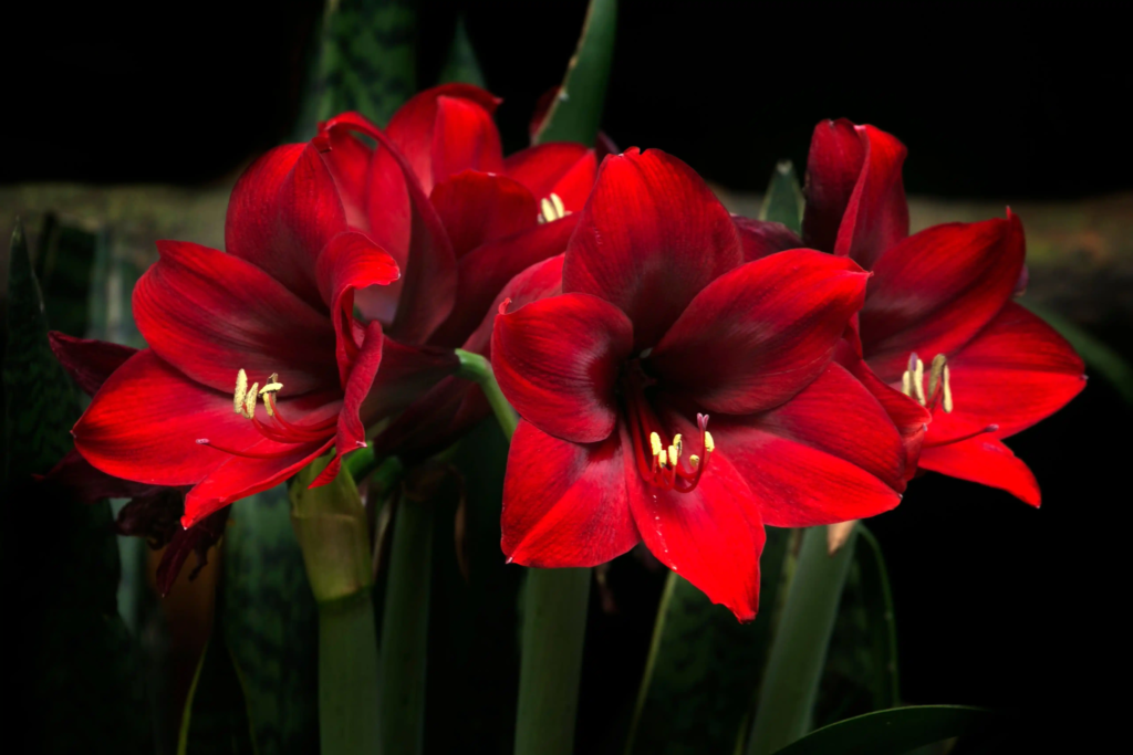 Red Amaryllis
