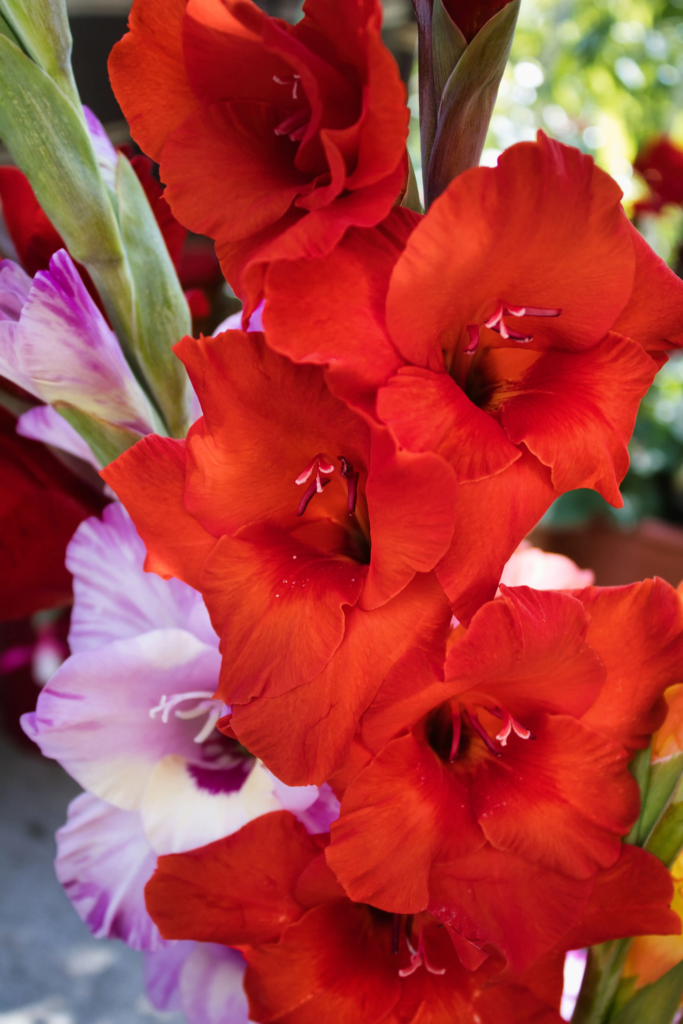 Red Gladiolus