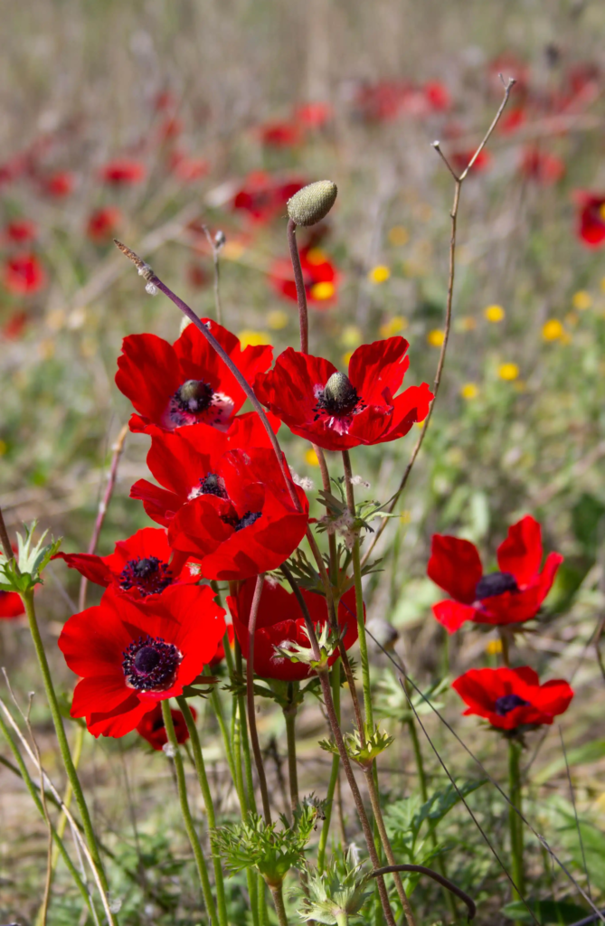 Red Anemone