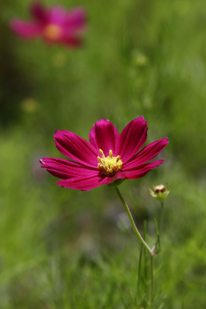 Red Cosmos
