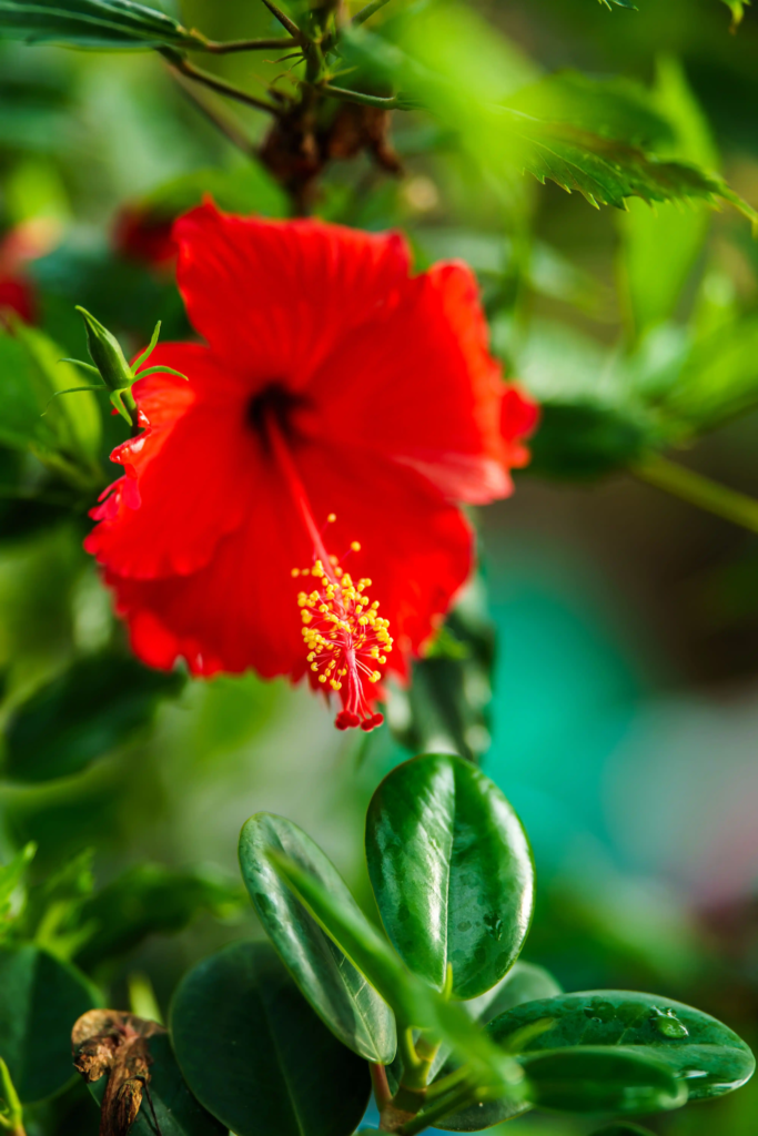 Red Hibiscus