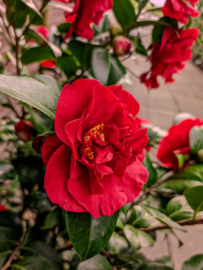 Red Camellia