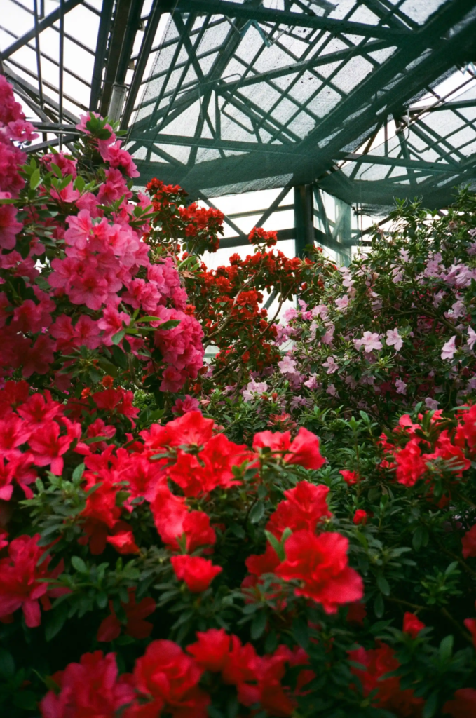 Red Azalea