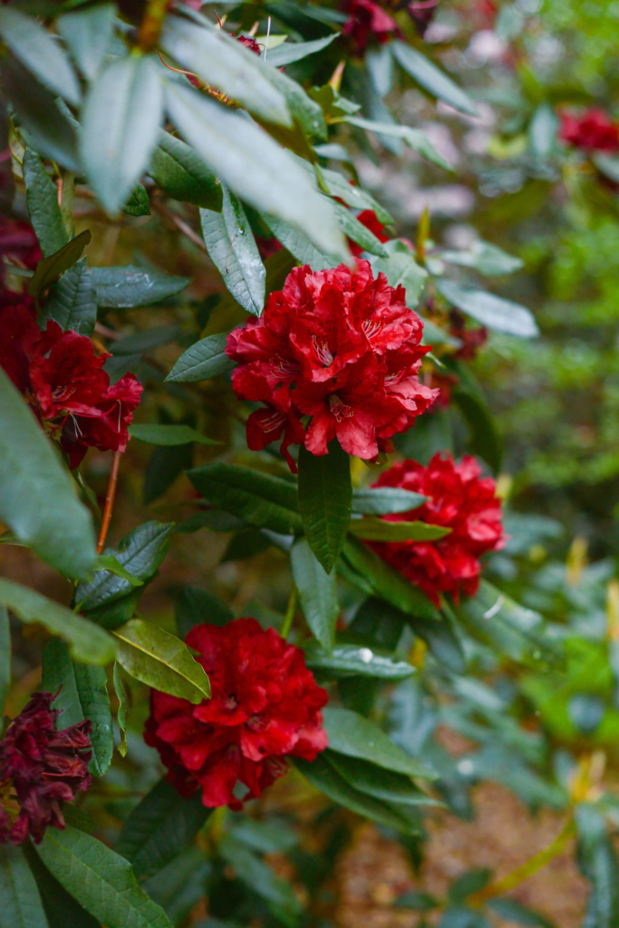 Red Rhododendron