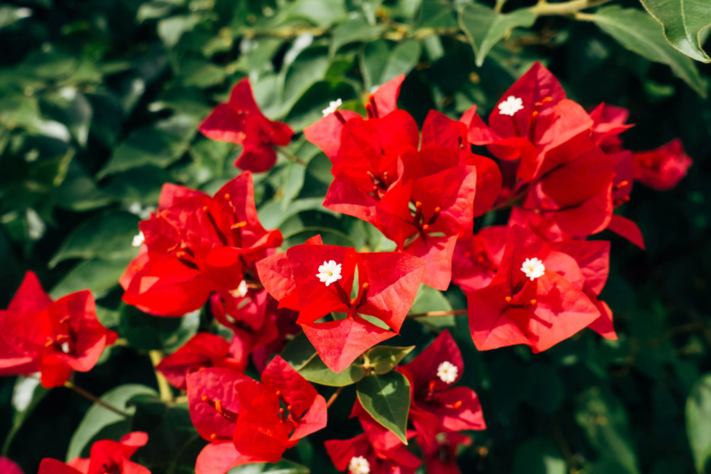 Red Bougainvillea