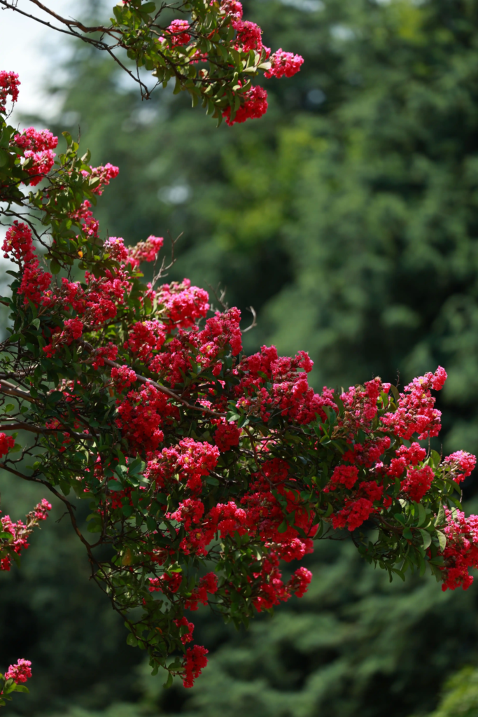 Red Crape Myrtle