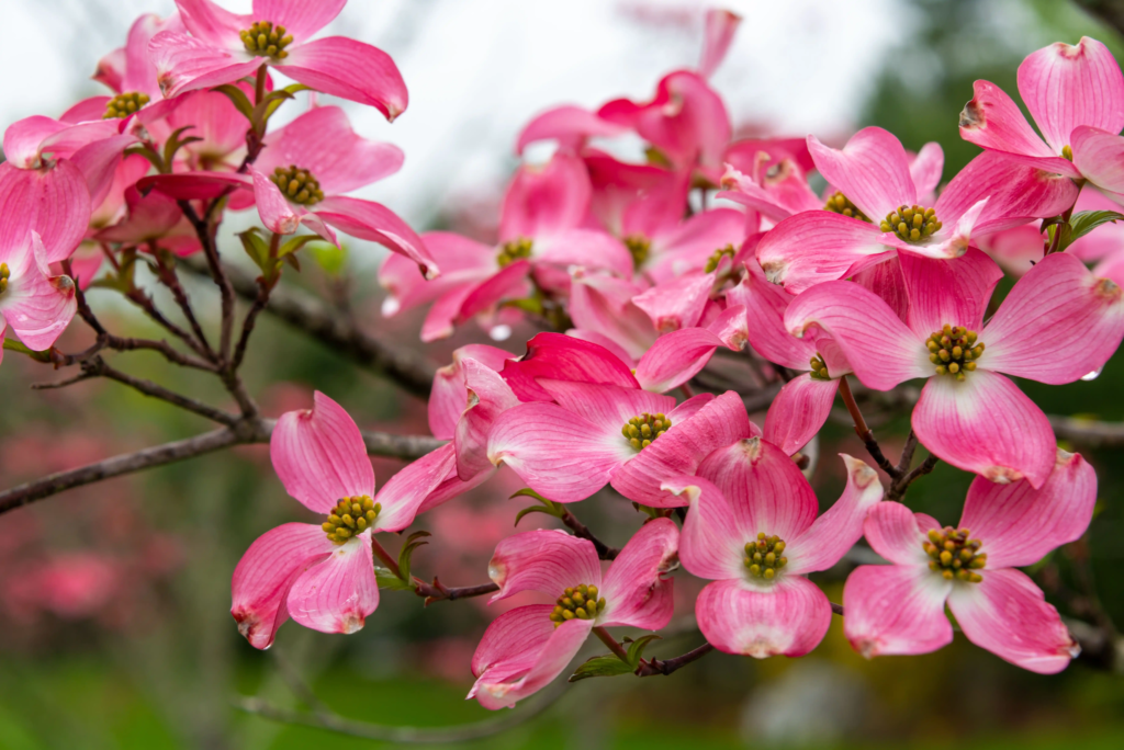 Red Flowering Dogwood