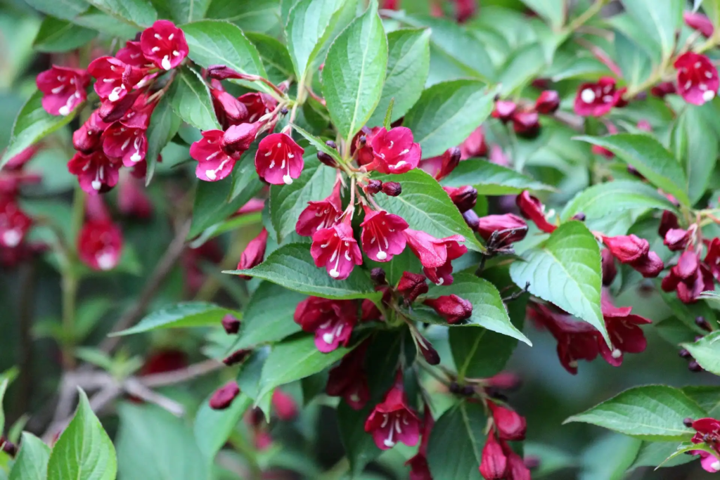 Red Weigela